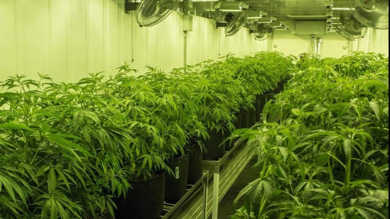 Medicinal cannabis grower Cann Group's production facility.