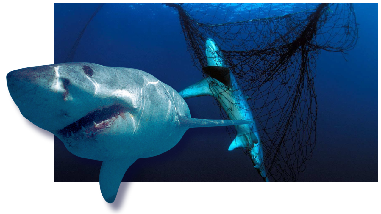 SHARK NET TRIAL RNF 1280 x 720 px (3).png