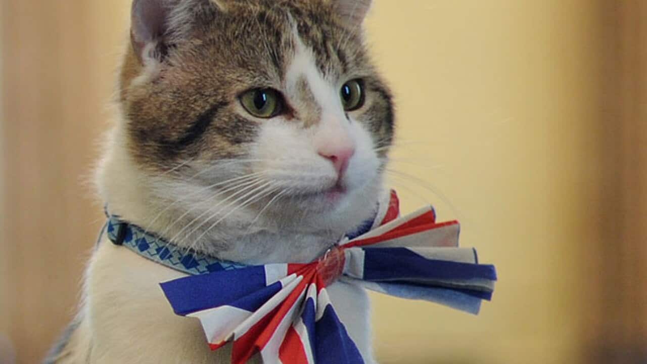 larry_the_cat_b_111115_getty_1056581450