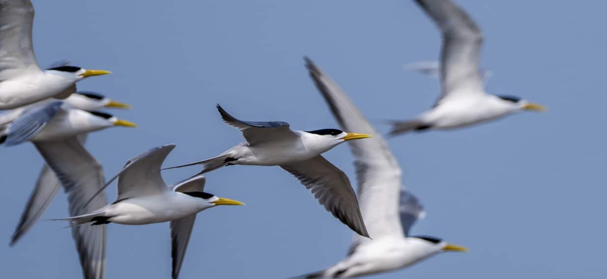 New twist in Australia's bird flu battle amid 'extinction-level impact' warning