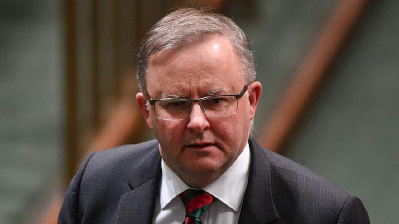 Anthony Albanese during Question Time in the House of Representatives