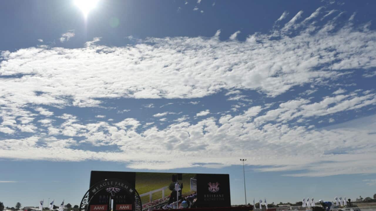 A horse is seen at the Eagle Farm Racecourse in Brisbane