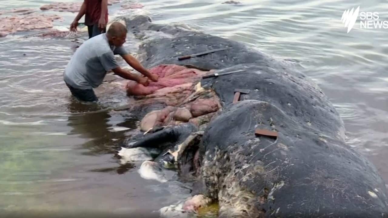 Dead sperm whale found with 6kg of plastic in its stomach