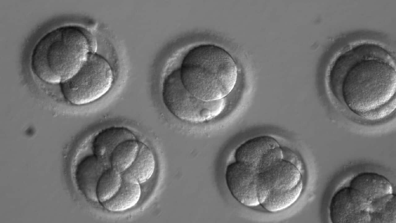 After initiating the repair process at the time of fertilization, each new cell in the developing embryos was uniformly free of the disease-causing mutation.