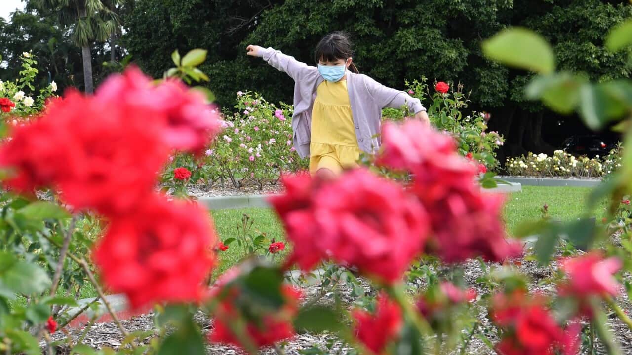 A child wearing a protective face mask is seen playing amongst the rose gardens in New Farm Park in Brisbane, Brisbane, Friday, April 2, 2021. The Greater Brisbane lockdown has ended after only one new case of community transmission was recorded in Queens