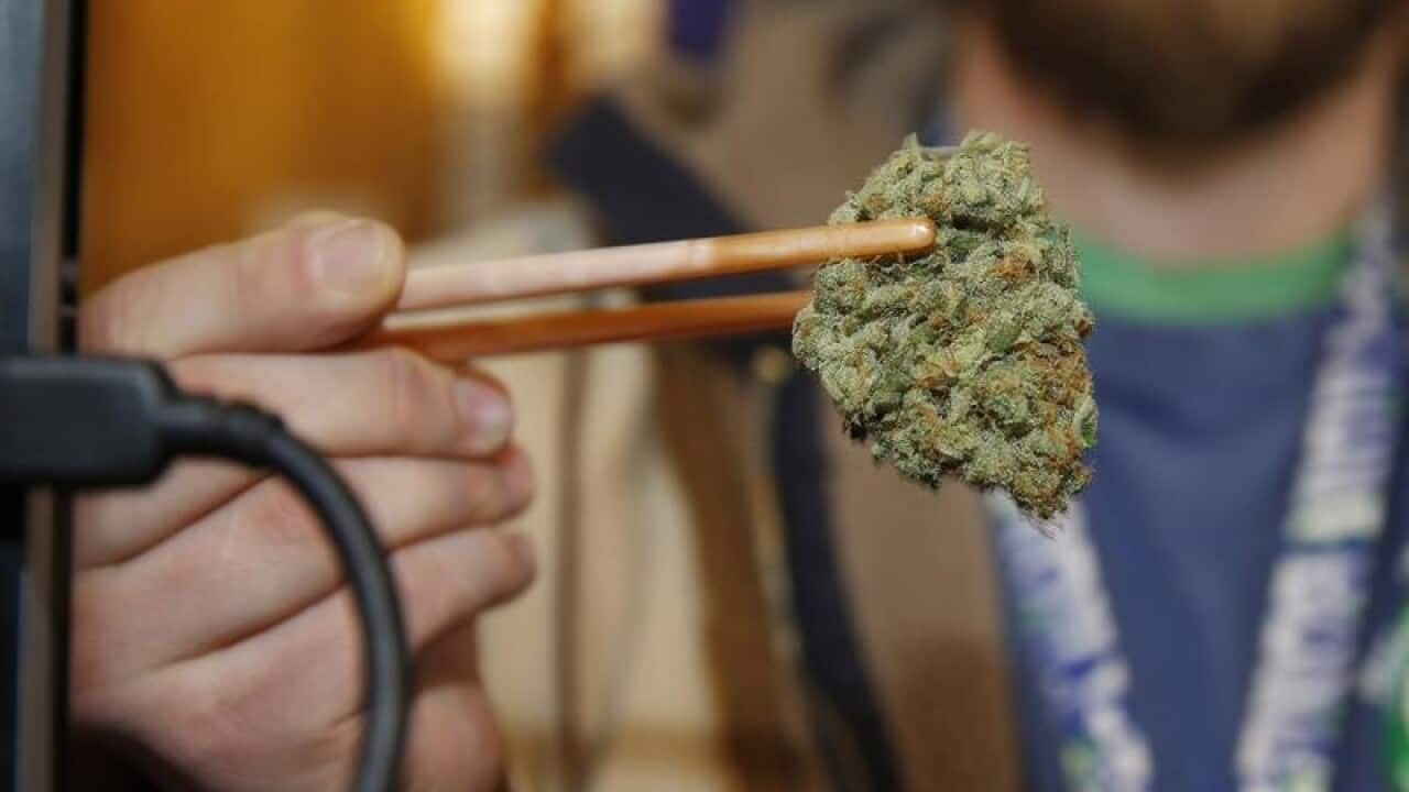 a bud of Lemon Skunk, a high potency strain of marijuana