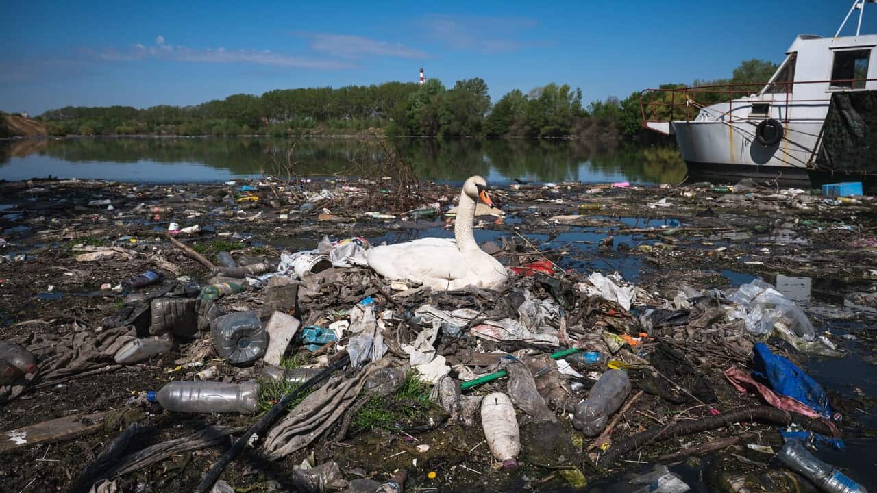A swan makes a nest out of plastic trash near a sewage drain into the Danube close to downtown Belgrade