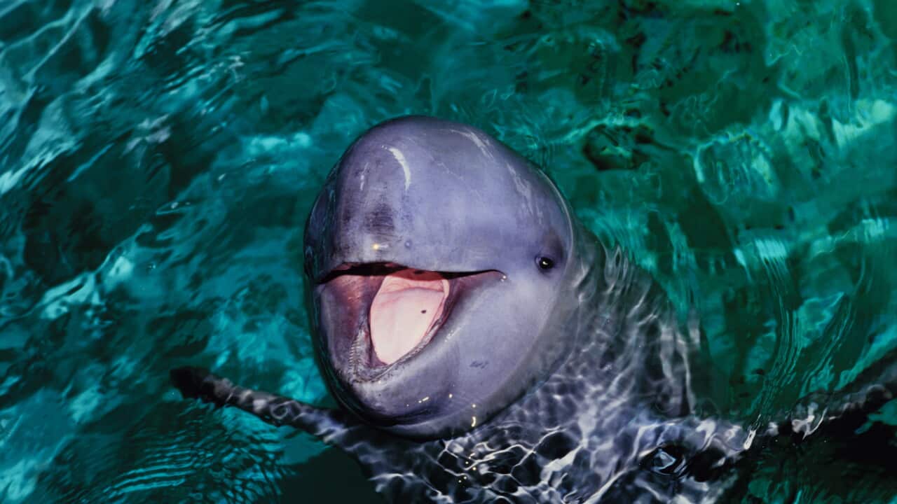 irrawaddy dolphins, orcaella brevirostris, jaya anca aquarium, indonesia