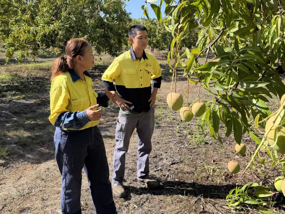 Two people in workers uniform in a mango orchard