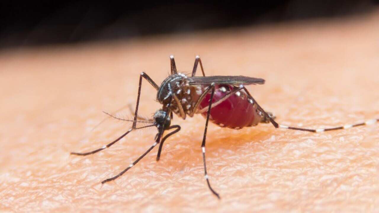 Humans contract the virus through mosquito bites.