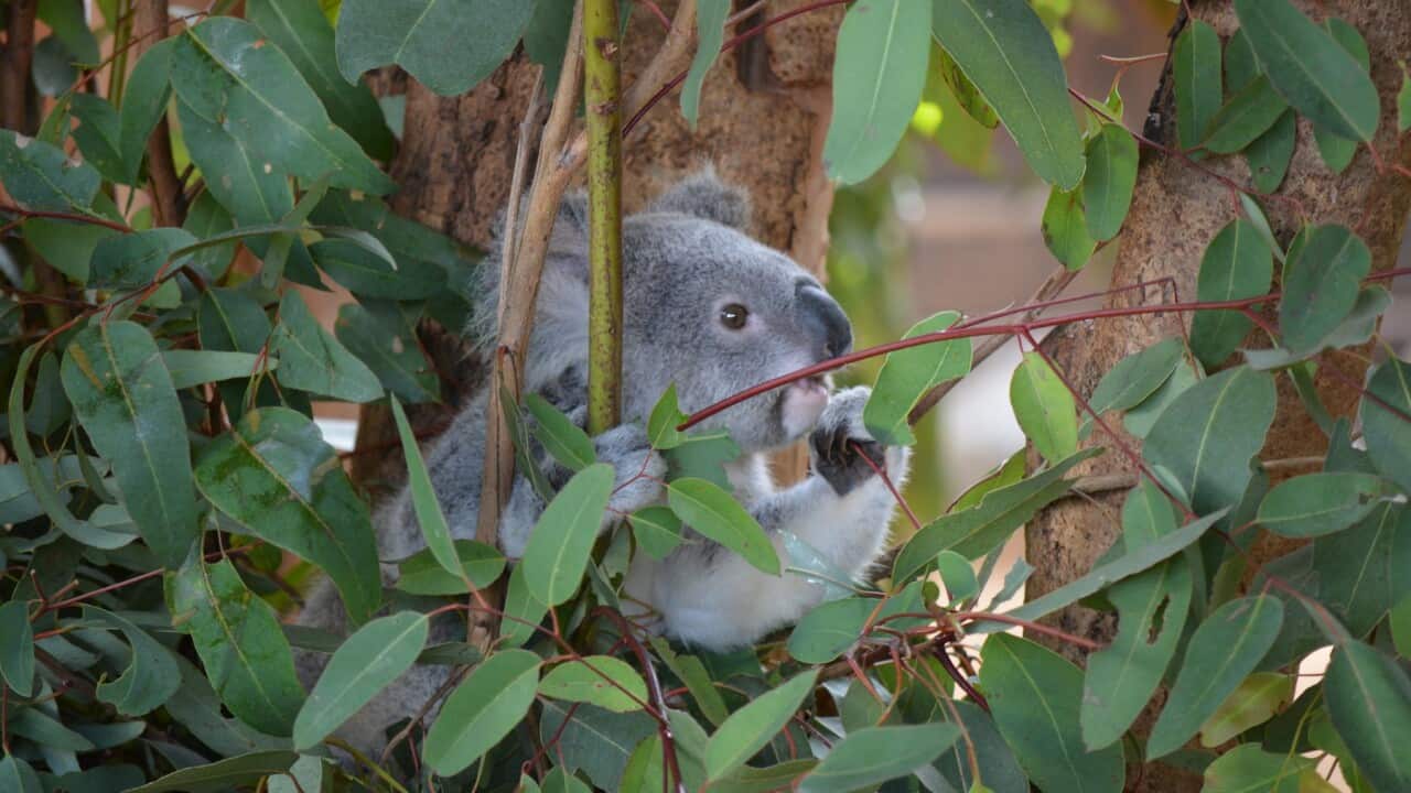 Koalas are among the species facing an uncertain future