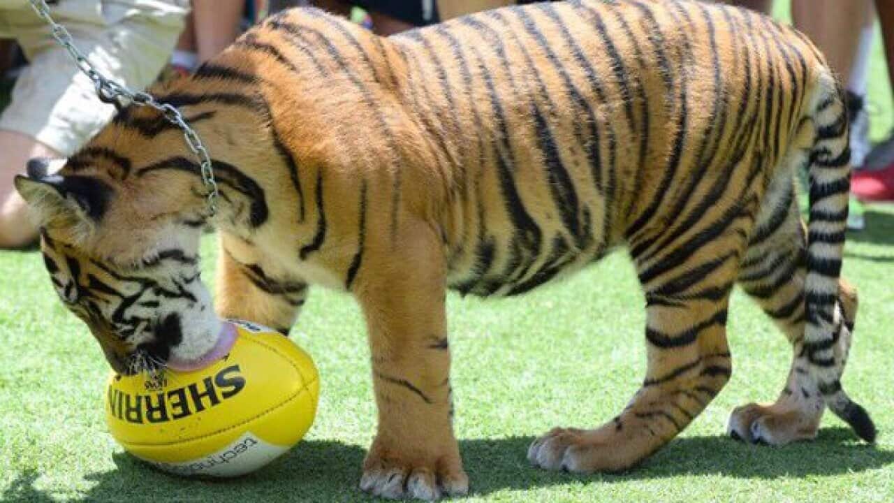 Inspectors probe tiger attack at Australia Zoo