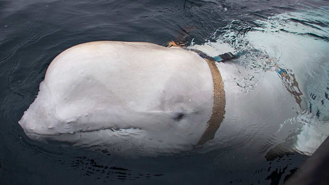 NORWAY BELUGA WHALE