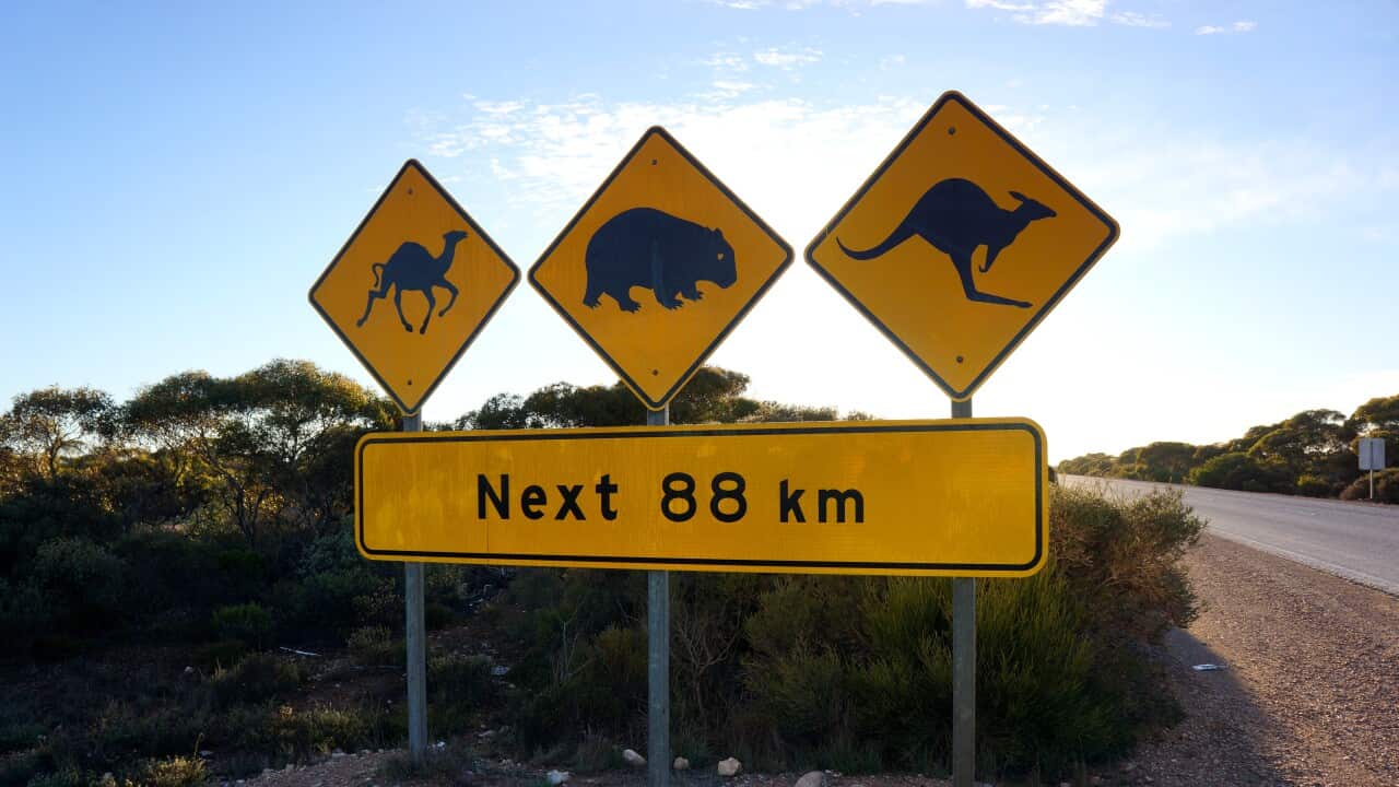 A yellow roadside sign warns of camels, wombats and kangaroos for the next 88 km.