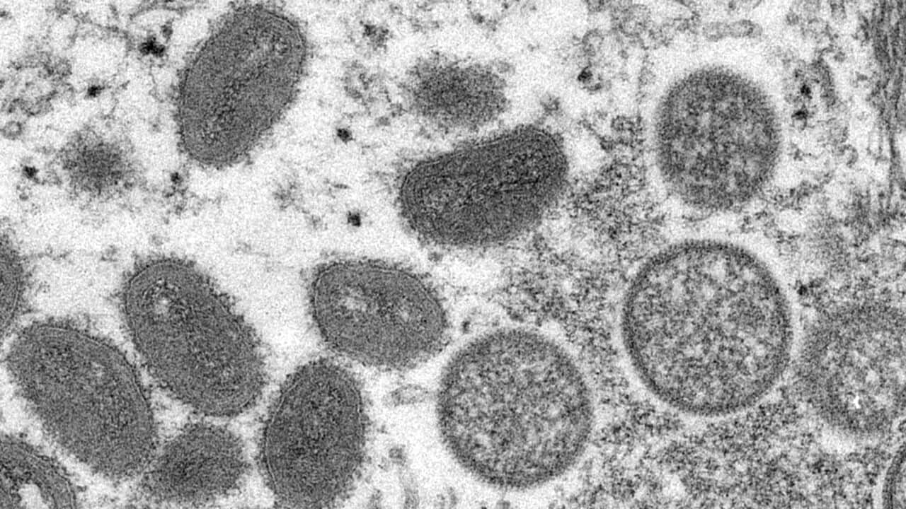 Virions under a microscope