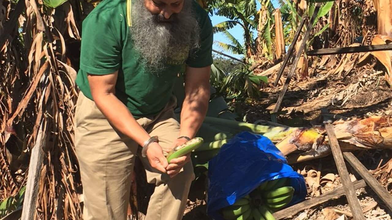 Plantation owner Iqbal Singh Grewal inspecting his damaged farm in Woolgoolga
