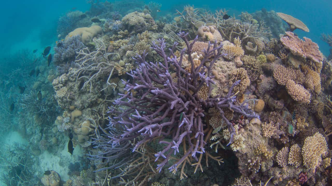 Cape York Regional Plan Great Barrier