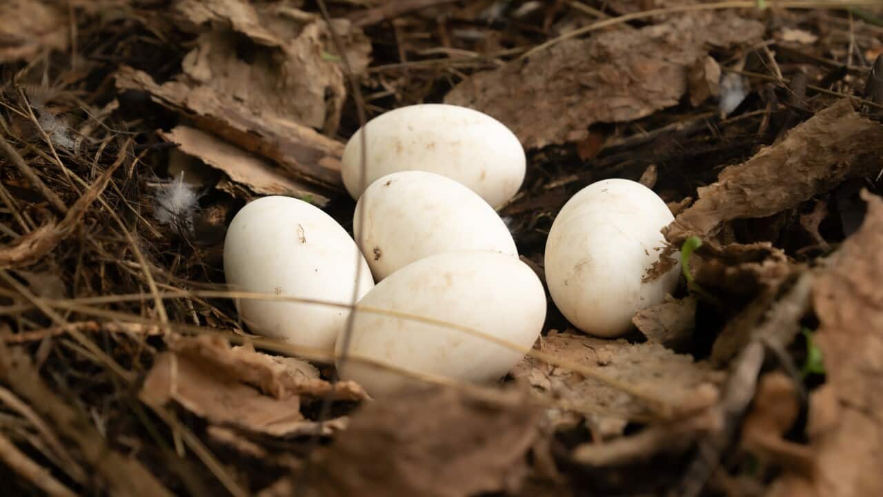 Melbourne Zoo's Gay Swans Make Eggs-ceptional Parents To 3D-Printed 'Offspring'