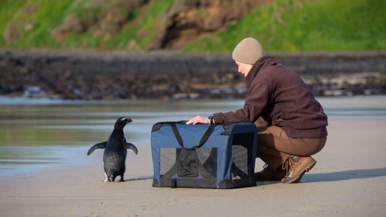 penguin