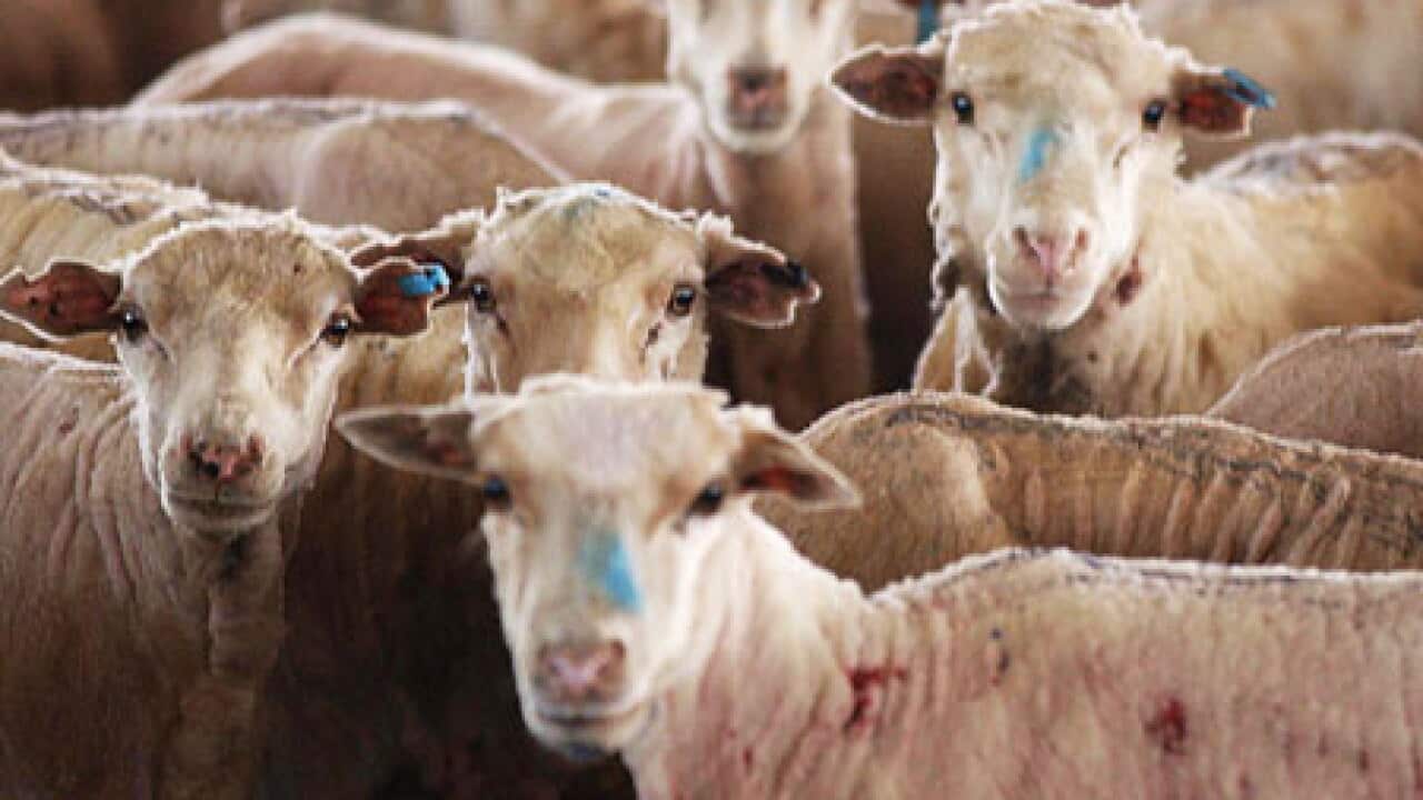 sheep_australia_shorn_100212_B_AAP_1160202155