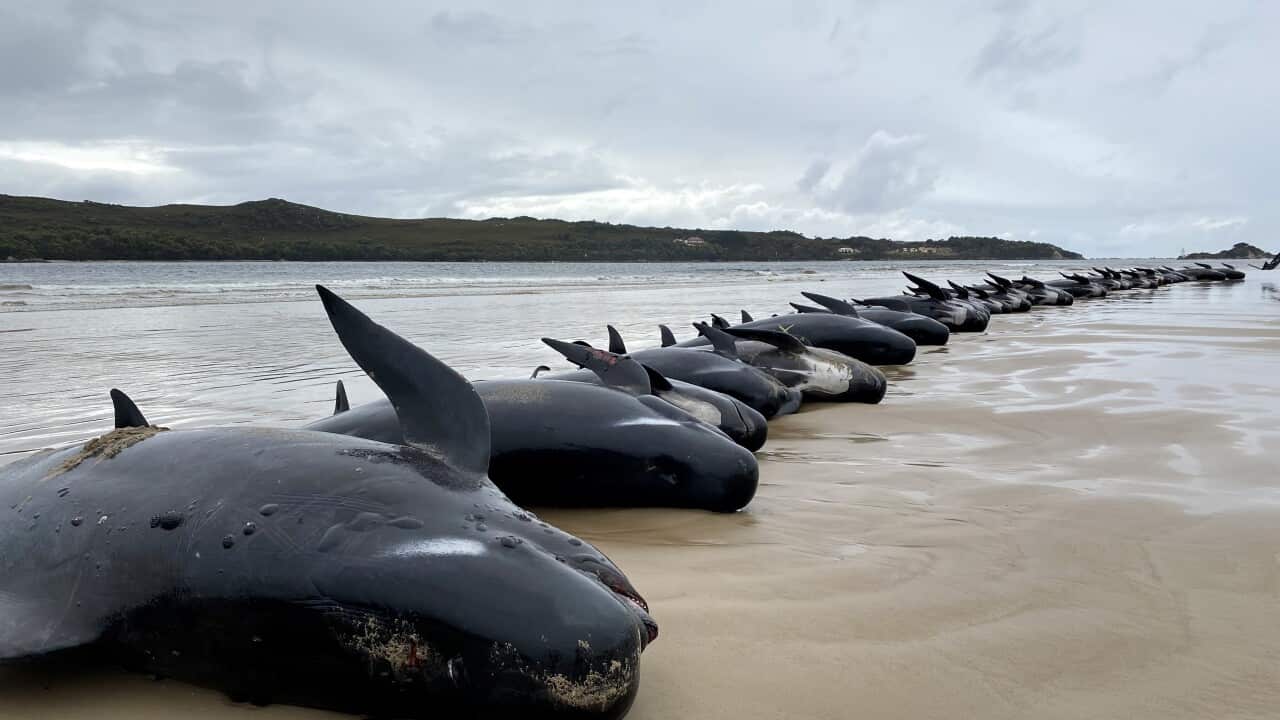 STRANDED WHALES TASMANIA
