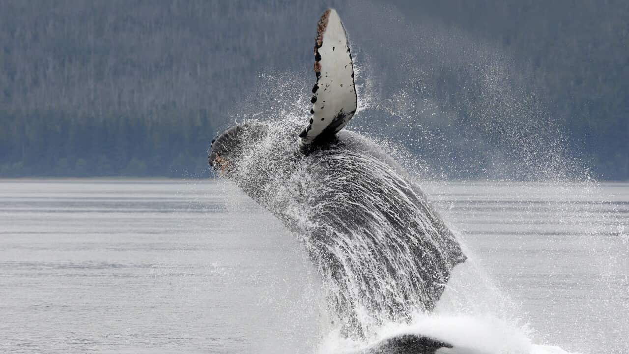 Humpback whale - Breaching (Megaptera novaeangliae)