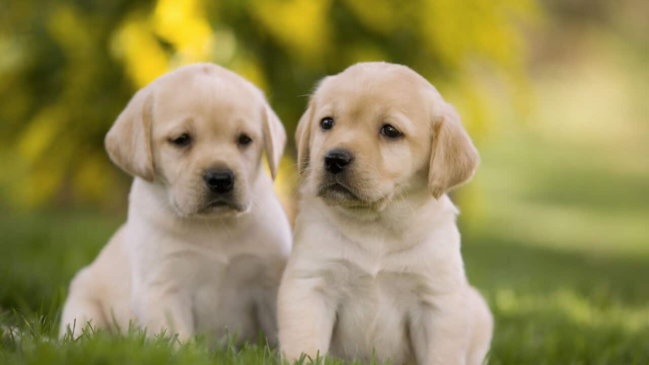 Dog - Labrador puppies
