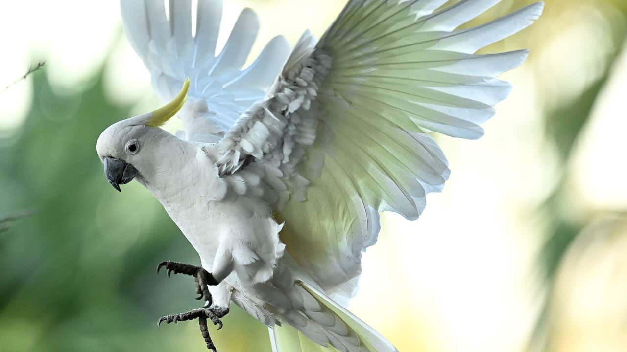 BIRD STOCK