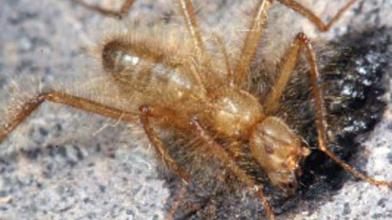 hairy fly_B_450x338_Icipe_2081909641