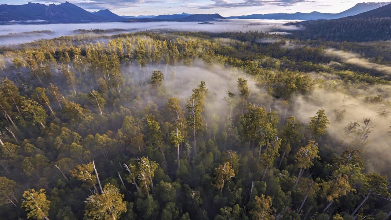 tasmania forests_140614_AAP.jpg