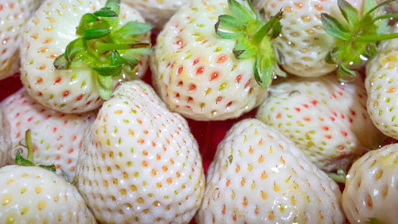 White Strawberry