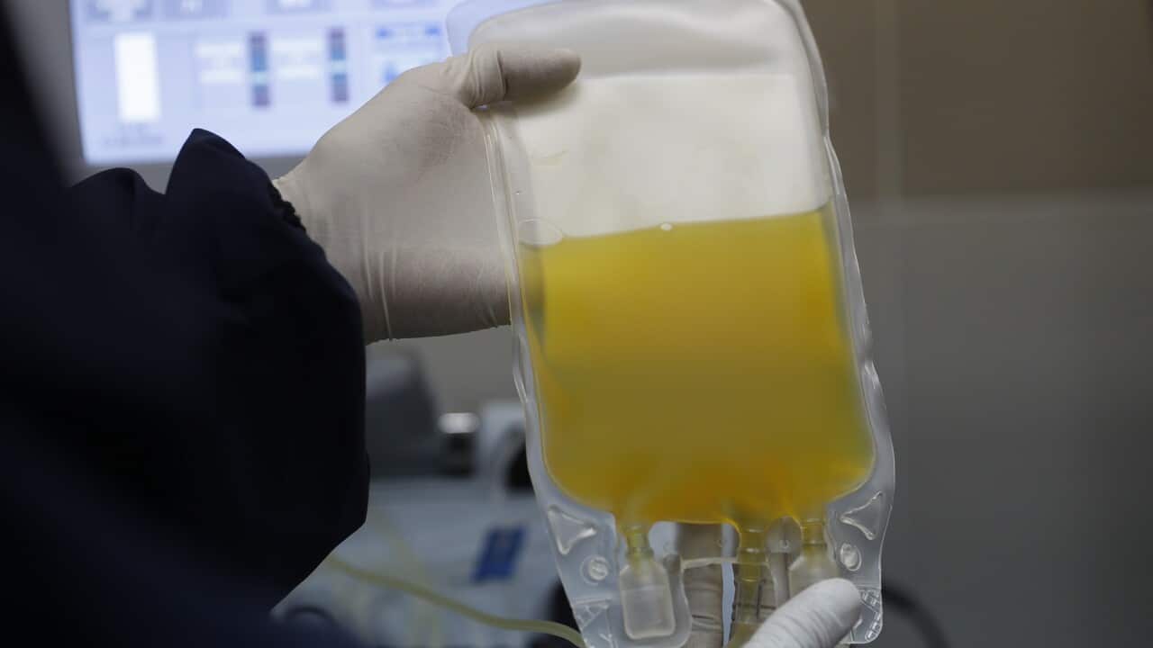 A doctor holds a bag of blood plasma donated by a COVID-19 survivor