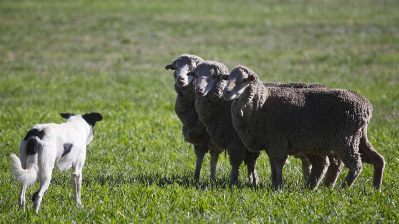 A sheep dog competes at the National Sheep Dog Trial Championship
