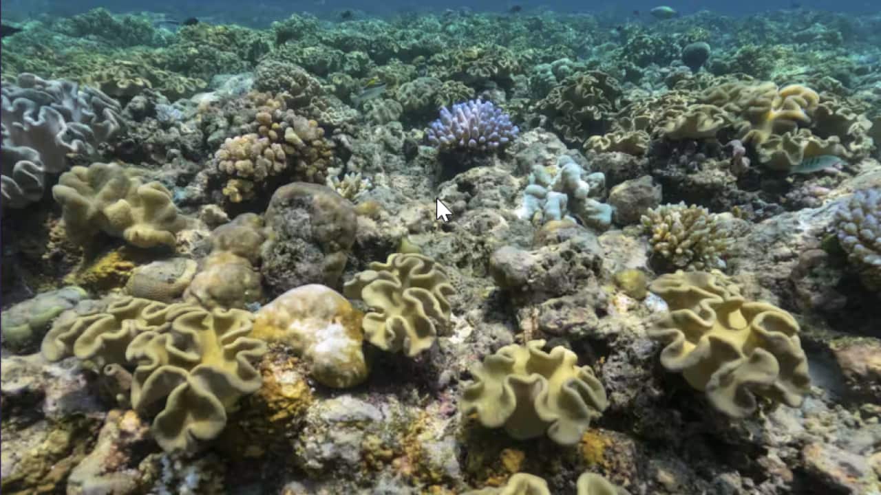 Corals in the Great Barrier Reef near Port Douglas in Queensland..png