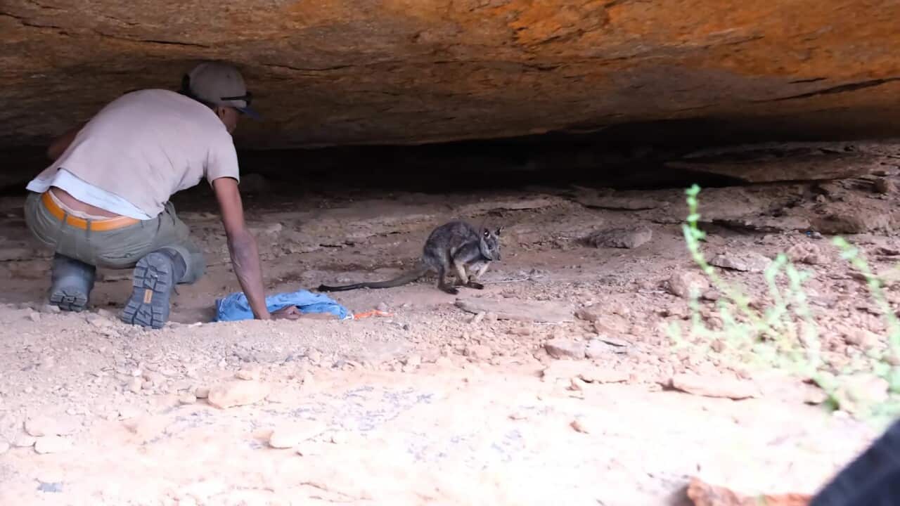 First warru on the Everards for 60 years (Alinytjara Wilurara Landscape Board).jpg