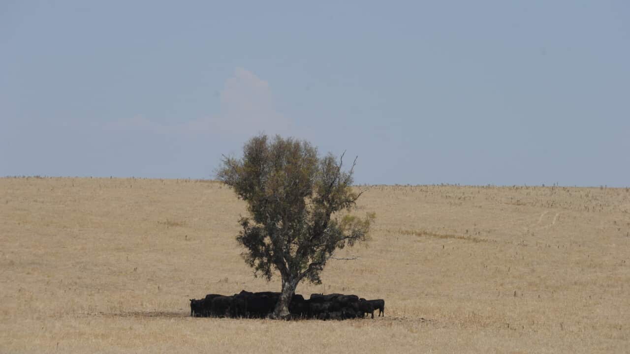 Cattle seek shade on a property in Cootamundra aap.jpg