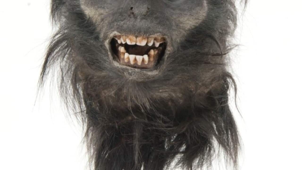 A monkey head from Indonesia that a man from London attempted to sell on eBay
