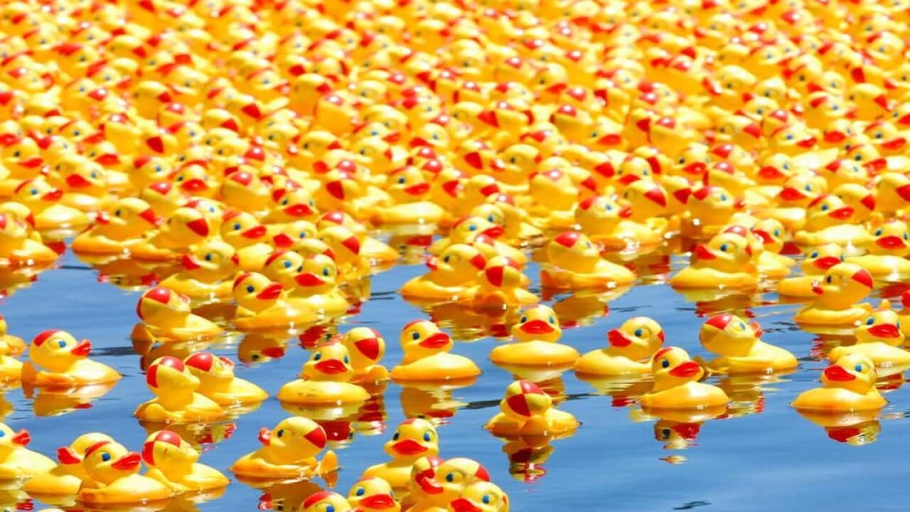 Rubber ducks ready to race.