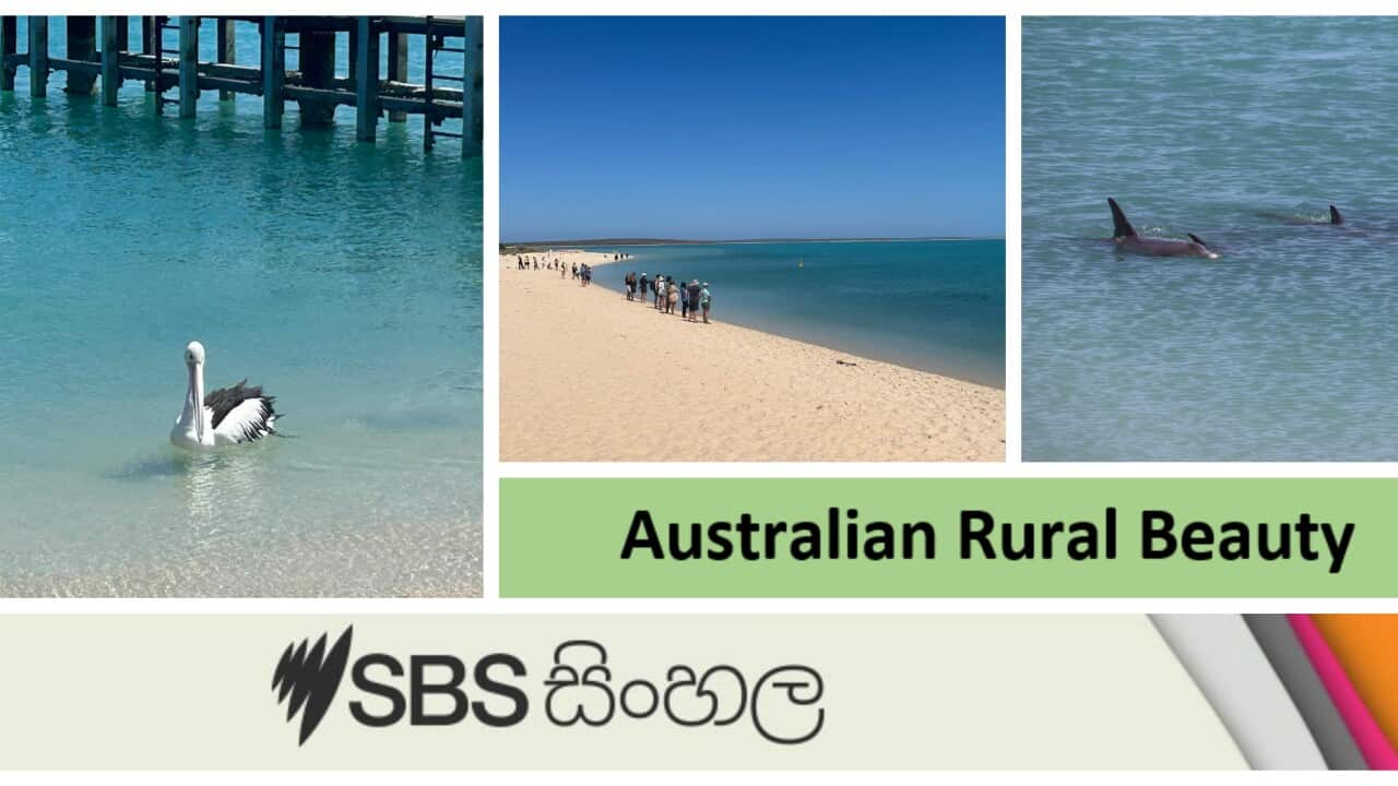 Monkey Mia coast where world-renowned for its friendly dolphins