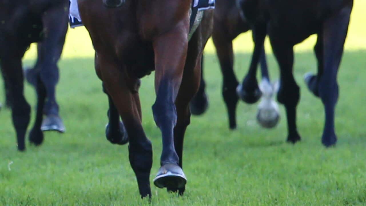 Horses during a race meet