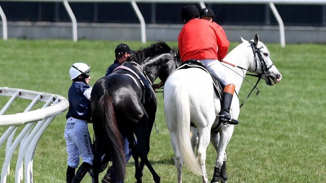 The Cliffsofmoher being assisted by a race steward after fracturing its right shoulder during the Melbourne Cup.