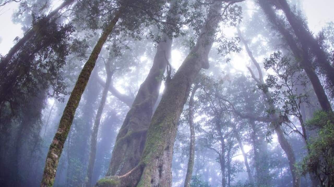 Springbrook National Park on the Gold Coast.