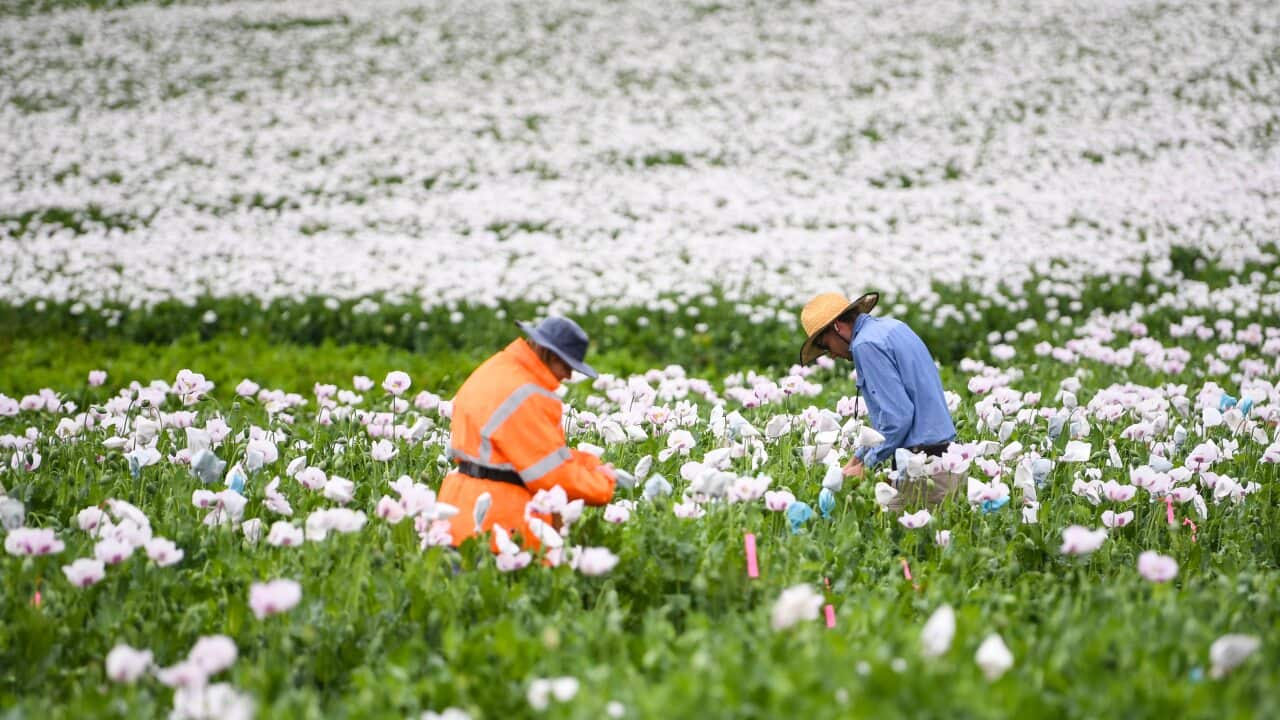 Workers prepare to collect poppy seeds by bagging seed pods in a poppy field near Devonport, Tasmania.