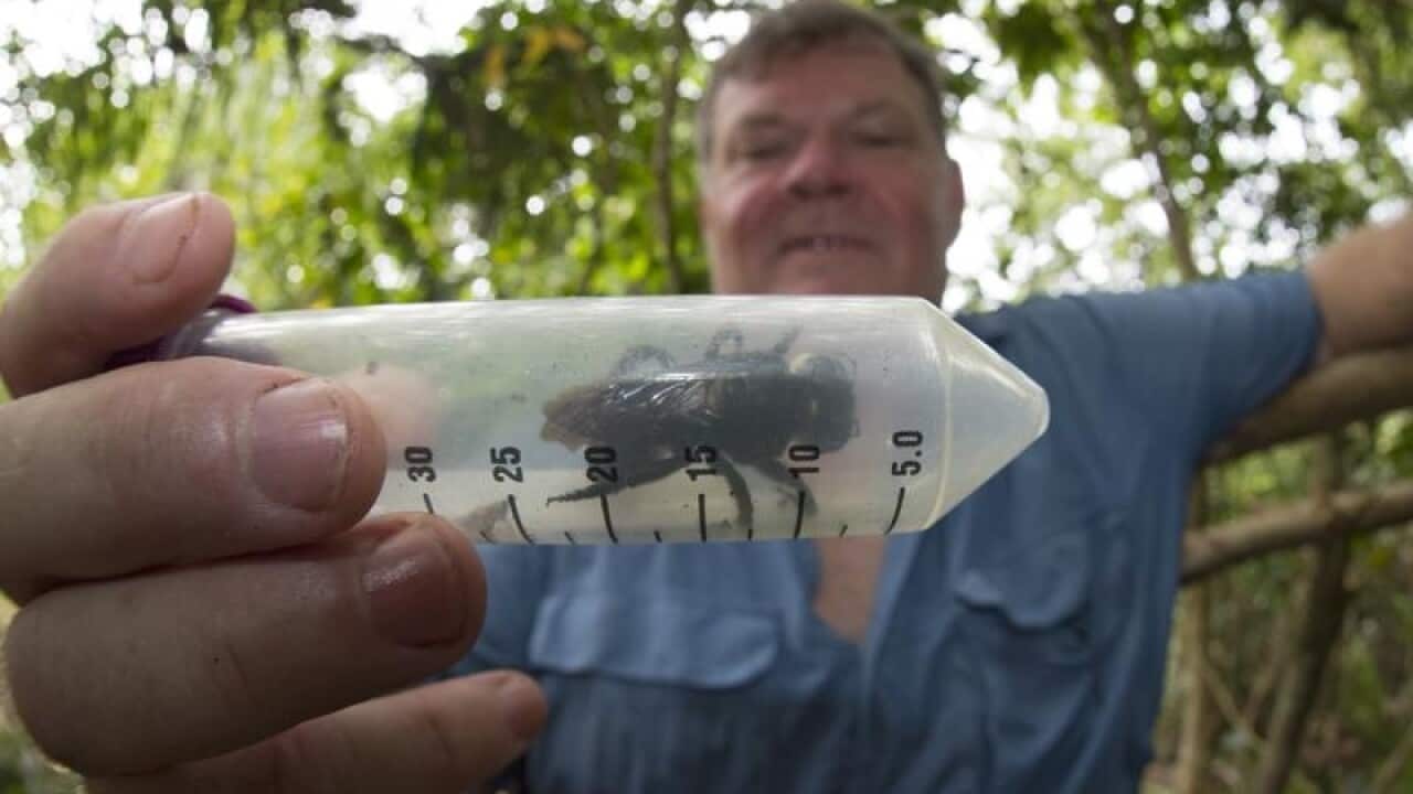 Simon Robson with Wallace's giant bee