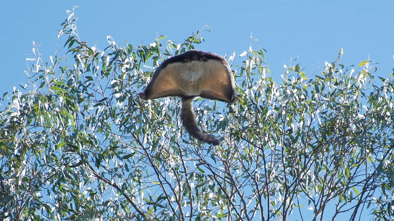 A greater glider in Logan, Queensland.