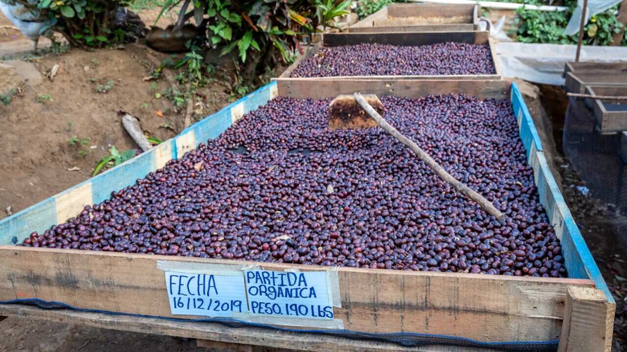 Progetto produttori caffè.jpg