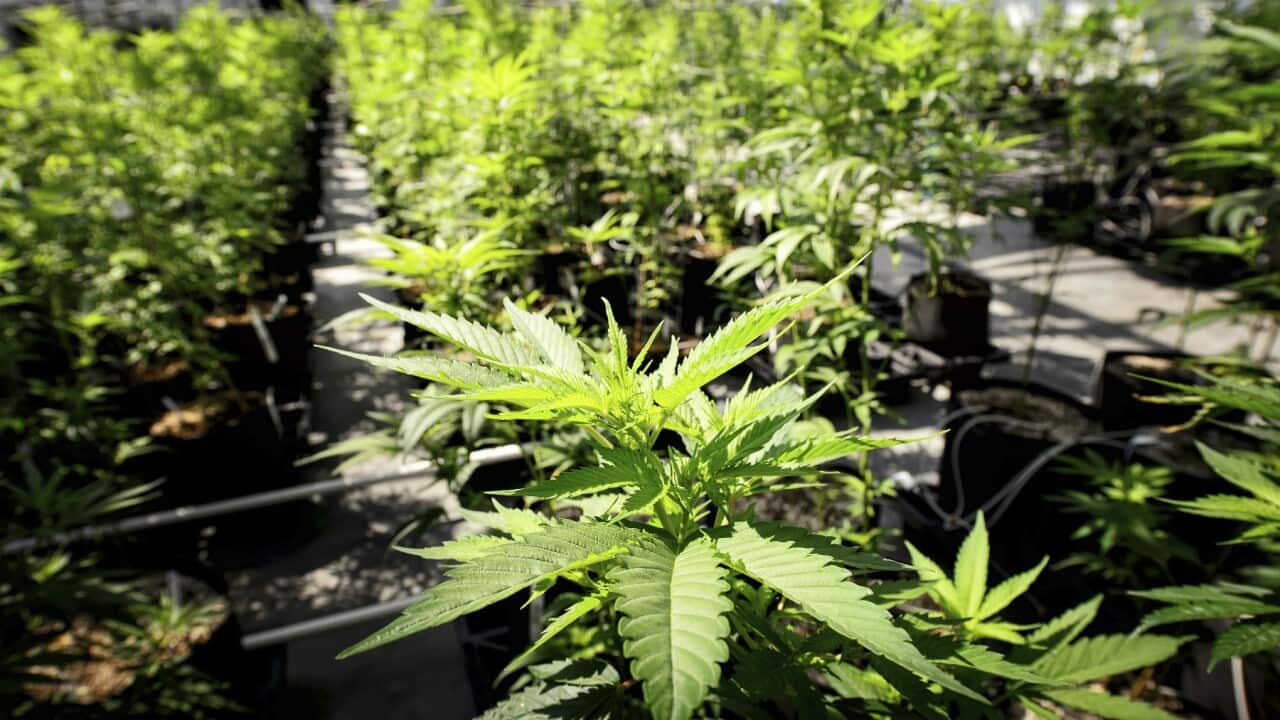 Minnesota Legislature Marijuana