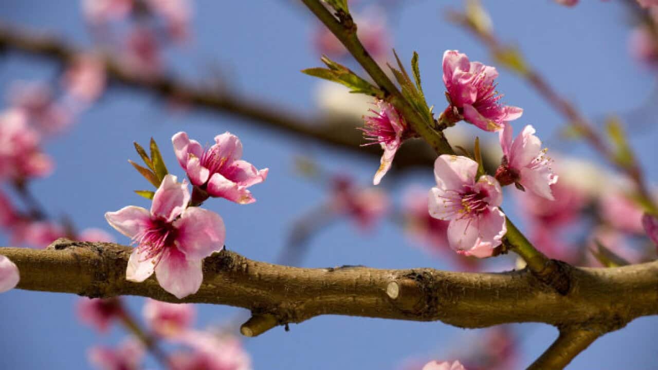 Peach Blossom