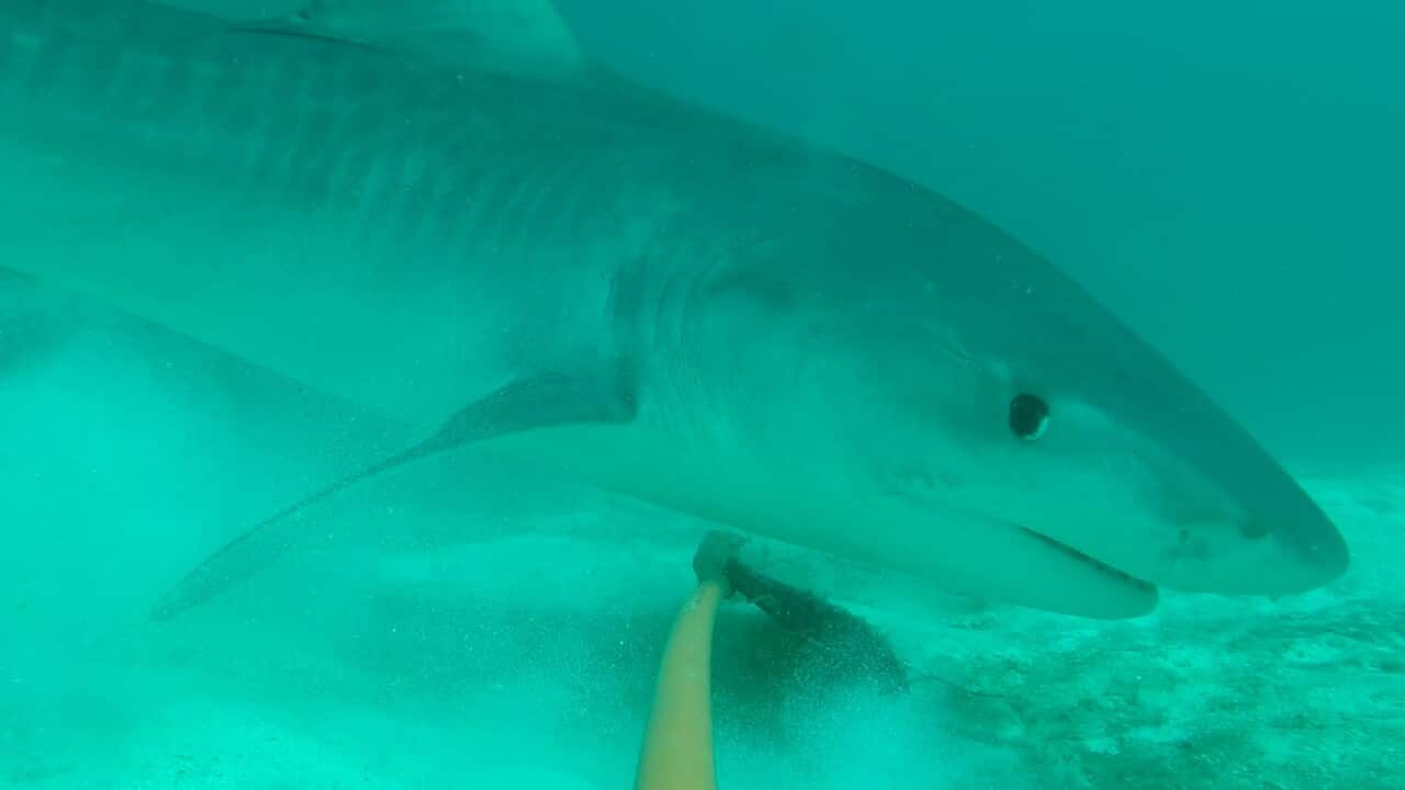 A tiger shark (Supplied Australian Institute of Marine Science).jpg
