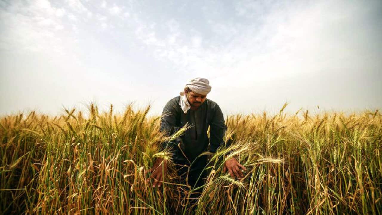 Harvesting wheat